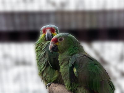 Red-lored amazon - De Zonnegloed - Animal park - Animal refuge centre 